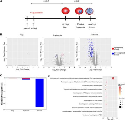 PfAP2-EXP2, an Essential Transcription Factor for the Intraerythrocytic Development of Plasmodium falciparum